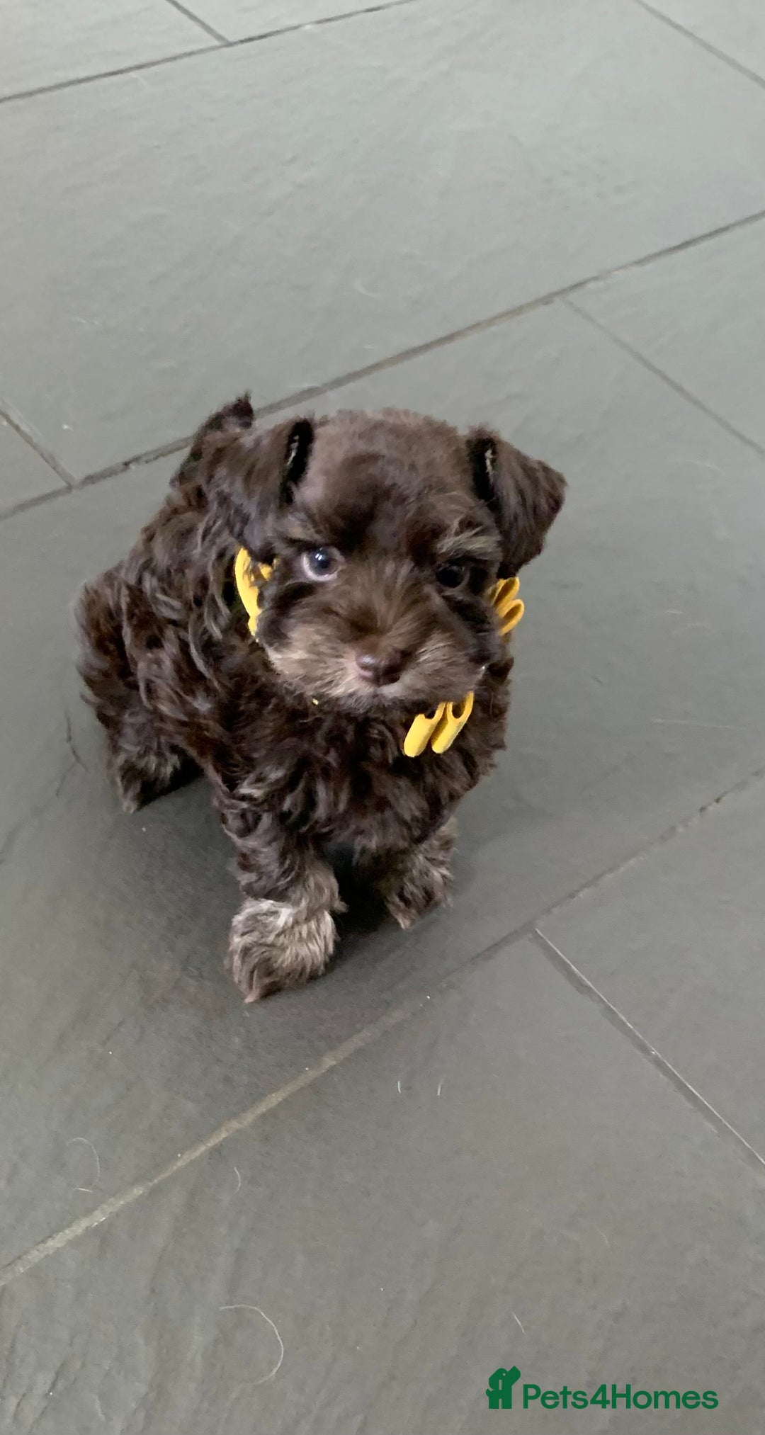 Miniature Schnauzer dogs for sale: 5* Licensed KC Toy Chocolate Schnauzers - Image 24