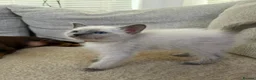 Ragdoll cats for sale: 3 Cute Ragdoll Kittens (Discounts available) - Advert 25