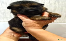 German Shepherd dogs for sale: Superb litter from up coming Top German Male  - Image 4