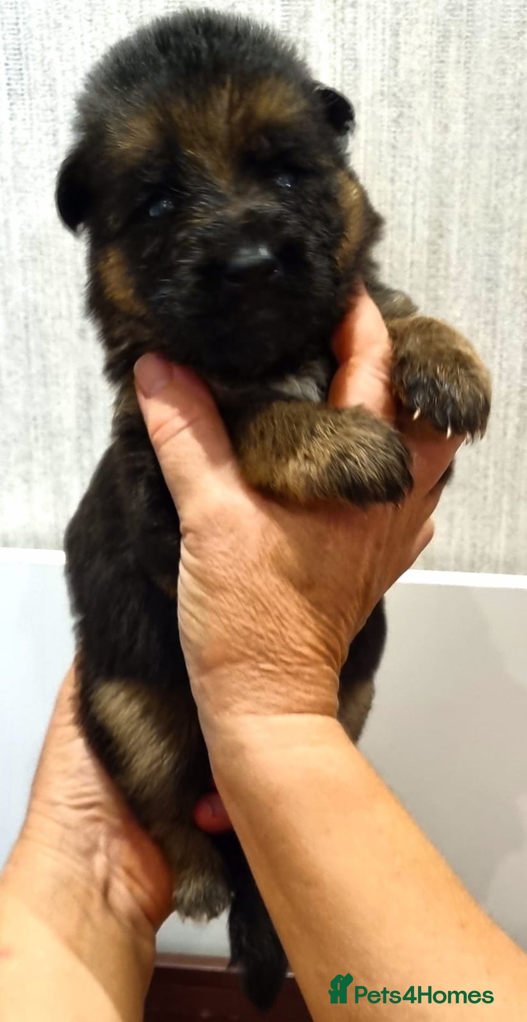 German Shepherd dogs for sale: Superb litter from up coming Top German Male  - Image 4