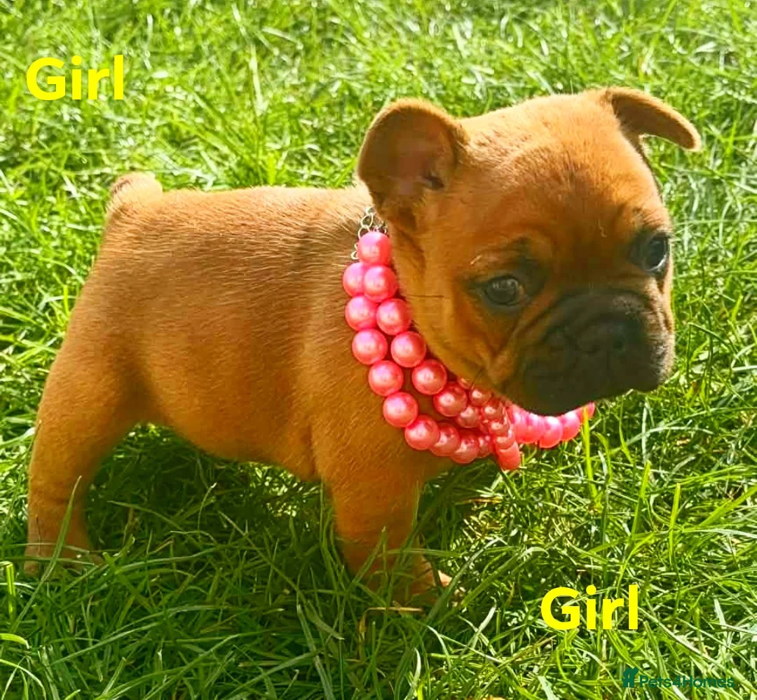 French Bulldog dogs for sale: French Buldog puppy's  - Advert 1