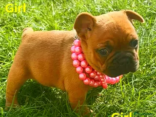 French Bulldog dogs French Buldog puppy's - Advert 1