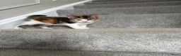Mixed Breed cats for sale: 2 Kittens for sale  in Exeter - Advert 4