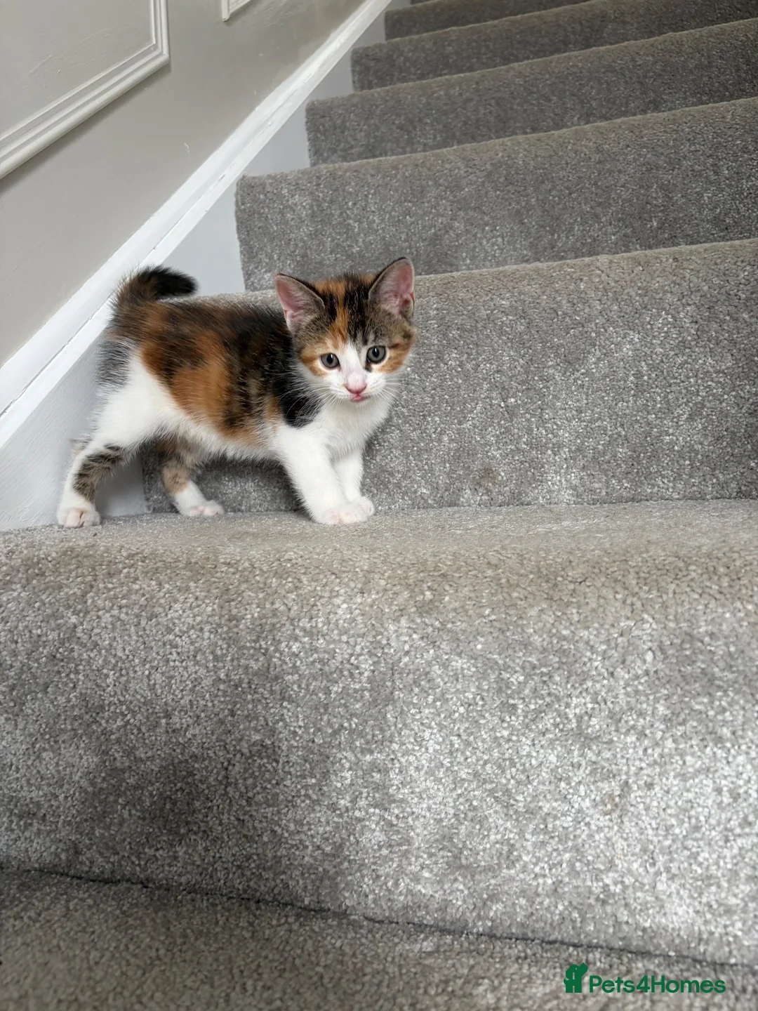 Mixed Breed cats for sale: 2 Kittens for sale  in Exeter - Advert 4