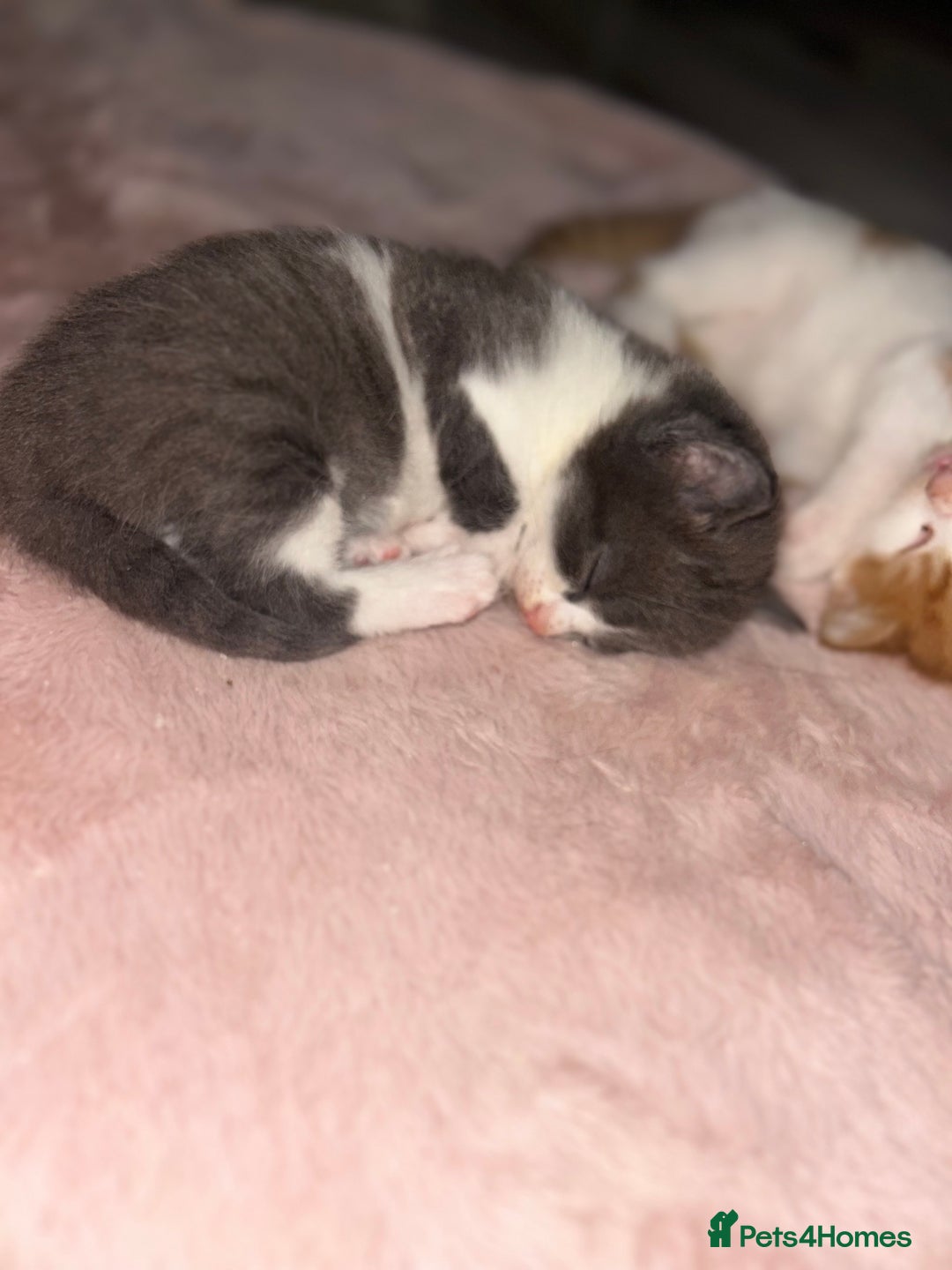 British Shorthair cats for sale: Four Adorable Kittens 🤍 - Advert 15