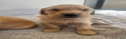 Golden Retriever dogs for sale: 1 Gorgeous Golden Retriever  Health Tested  - Advert 21