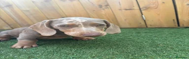 Miniature Dachshund 2