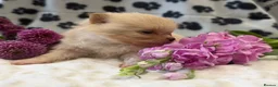 Pomeranian dogs for sale: Beautiful, Small and Joyful Pomeranian Puppies ❤️ - Advert 15