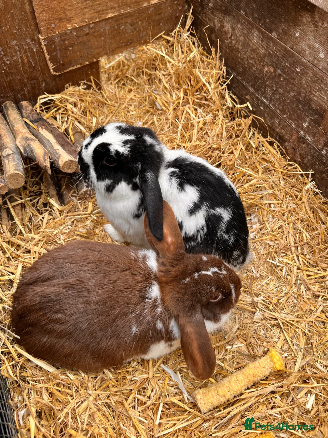 Mini Lop rabbits for sale: Smirnoff & Scotch  in Skipton - Advert 2