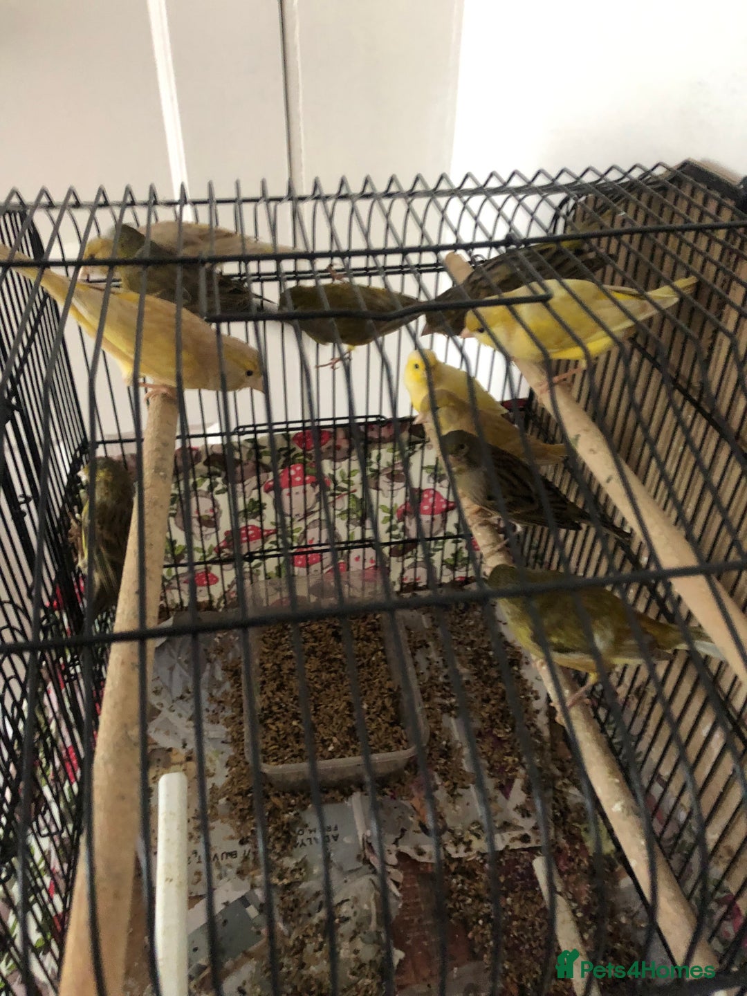 Canaries birds for sale: Young Canaries Nice Colours £30 each  - Advert 2