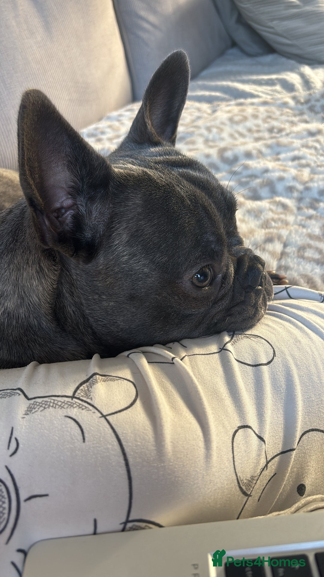 French Bulldog dogs for sale: 9 month old French Bulldog  - Advert 7