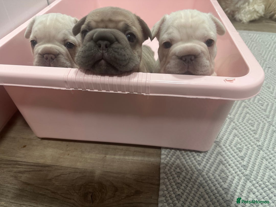 French Bulldog dogs for sale: Platinum  **  French bulldog female  - Image 8