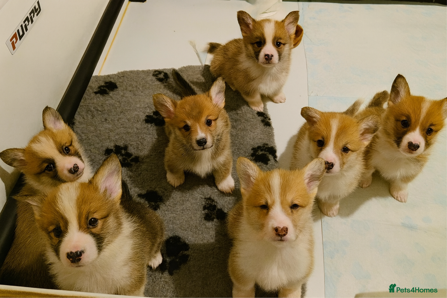 Welsh Corgi Pembroke dogs Outstanding Pembrokeshire Puppies - Advert 1