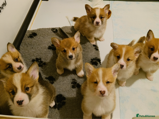 Welsh Corgi Pembroke dogs Outstanding Pembrokeshire Puppies - Advert 2