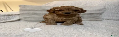 Cavapoo 4