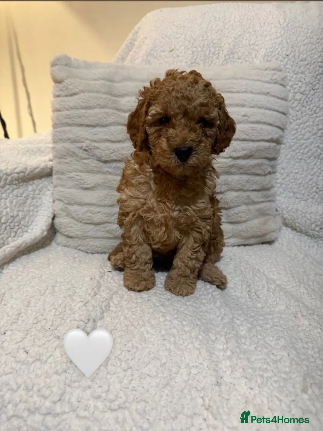 Cavapoo dogs for sale: Adorable Cavapoo Puppies For Sale in Norwich - Advert 2