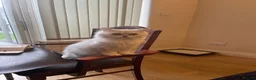 Persian cats for sale: beautiful pure bred Persian kittens - Advert 20