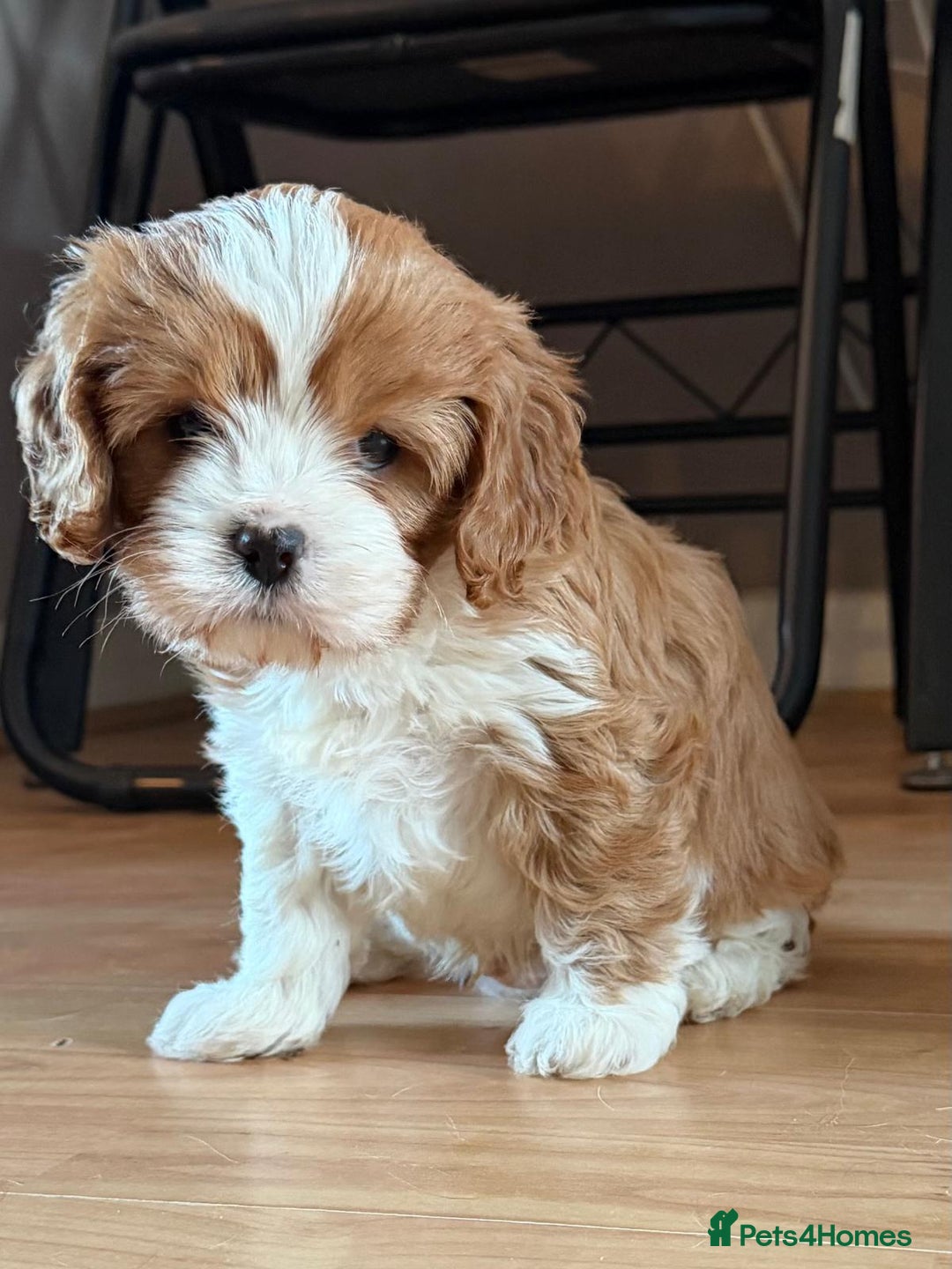 Cavapoo dogs for sale: Cavapoo boys from health tested parents  - Advert 2