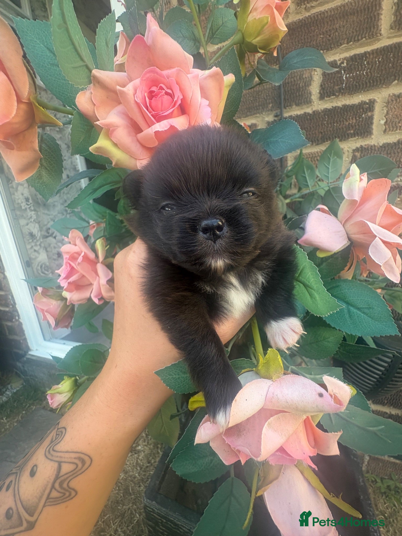 Pomeranian dogs 2 beautiful female kc poms  - Advert 18