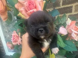 Pomeranian dogs 2 beautiful female kc poms - Advert 18