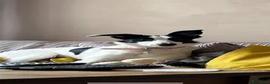 Border Collie 1