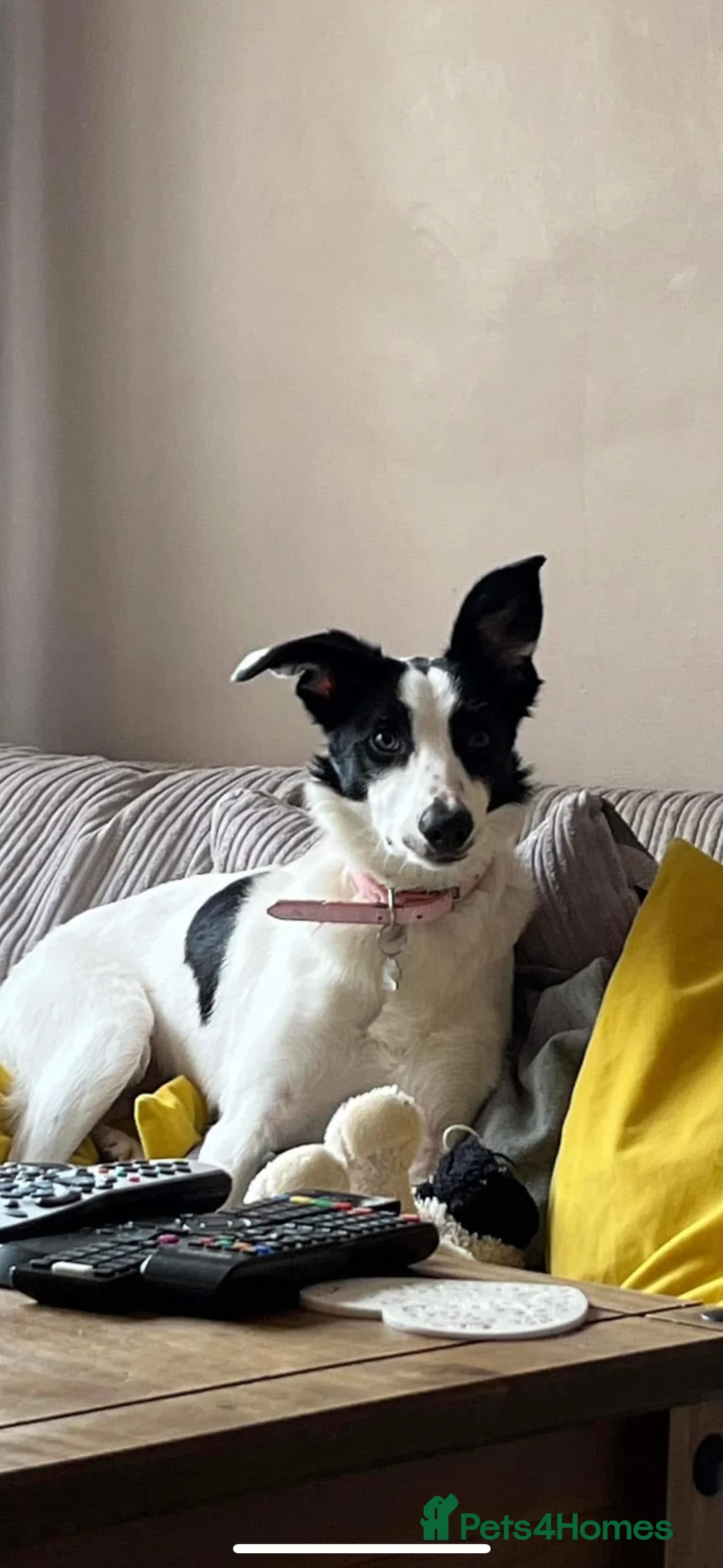 Border Collie dogs for sale: Dixie (5yrs) - Advert 2