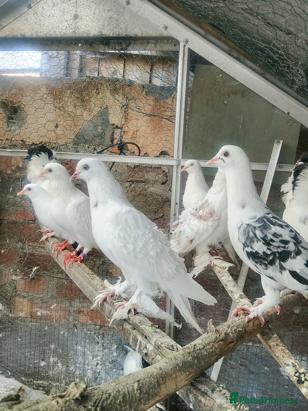 Pigeons birds for sale: Pigeon for sale - Image 2
