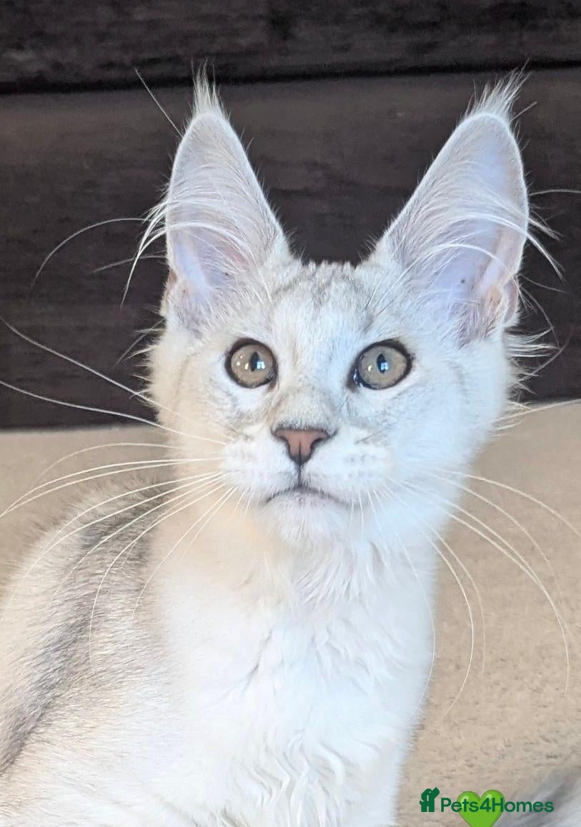 Maine Coon cats Ticked & Shaded Registered Kittens  - Advert 1
