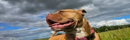 Dogue De Bordeaux dogs for sale: Dog de bordeaux  - Advert 4