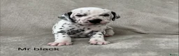 Dalmatian dogs for sale: Beautiful litter of Dalmatian puppies  - Advert 24