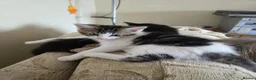 Mixed Breed cats for sale: Kittens for sale in Wednesbury - Advert 6