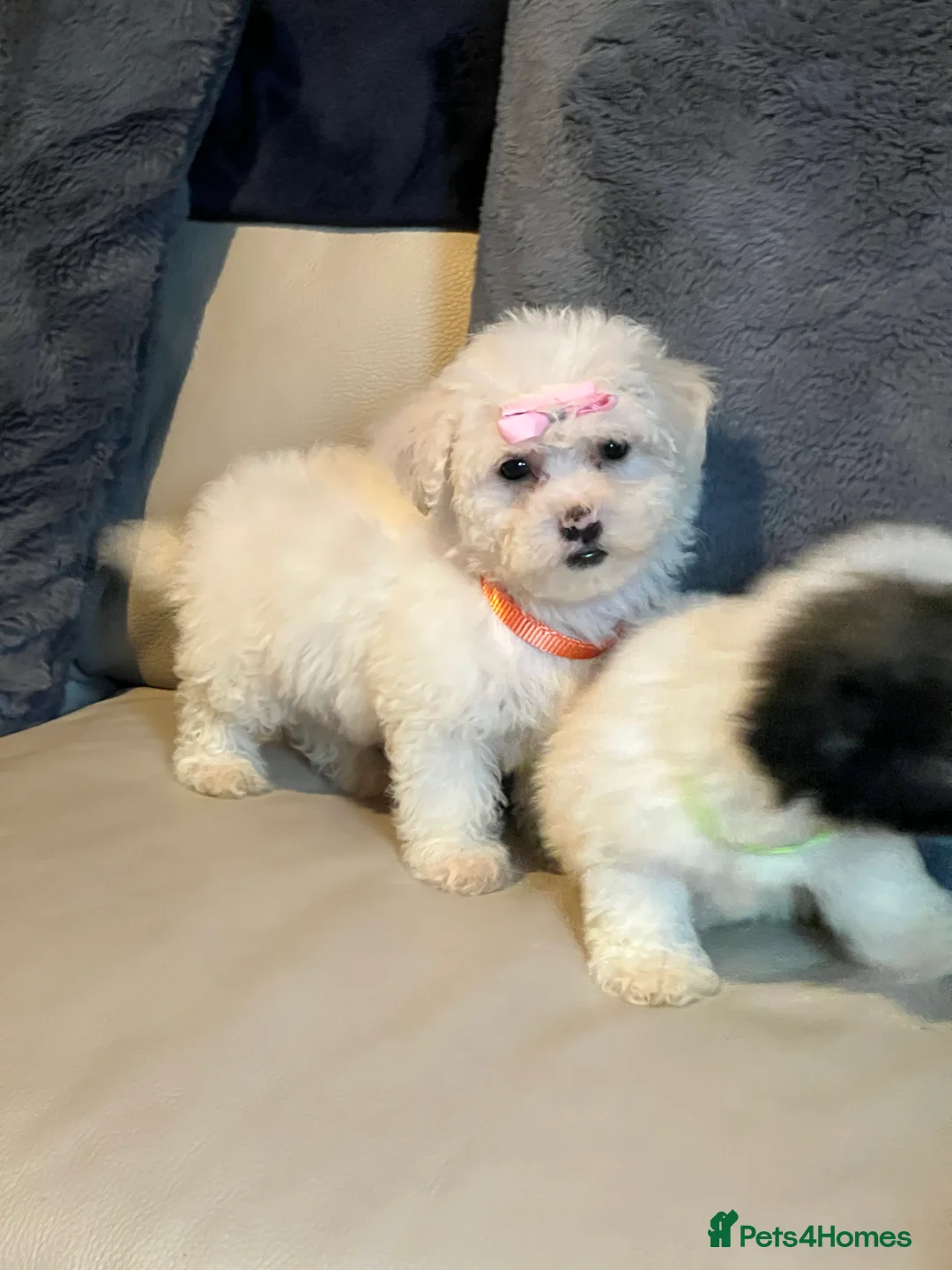 Malshi dogs for sale: Malshi puppies  - Advert 6
