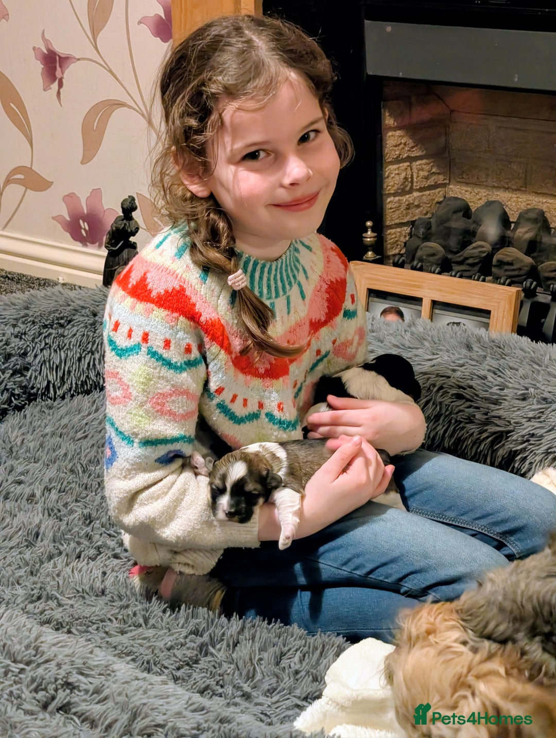 Havanese dogs for sale: Stunning House reared pure bred Havanese Babies  - Advert 13