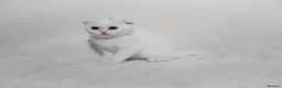 Scottish Fold cats for sale: Sottish Fold Beautiful kittens🐾 - £650 Each - Advert 7