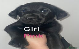 Mixed Breed dogs for sale: YOUR NEW BEST FRIEND IS WAITING!  - Image 8