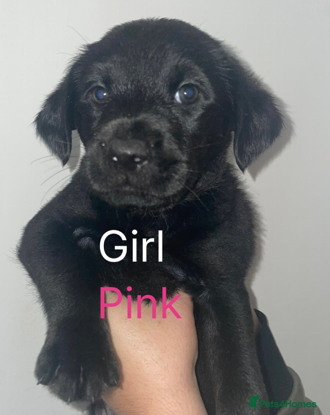 Mixed Breed dogs for sale: YOUR NEW BEST FRIEND IS WAITING!  - Image 8
