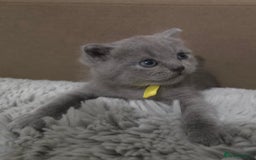 British Shorthair cats for sale: Beautiful BSH Kittens  - Advert 20