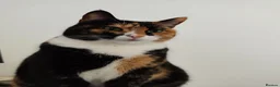 Domestic Shorthair cats for sale: CHOCO IN NEED OF EMERGENCY REHOMING in Liverpool - Advert 4