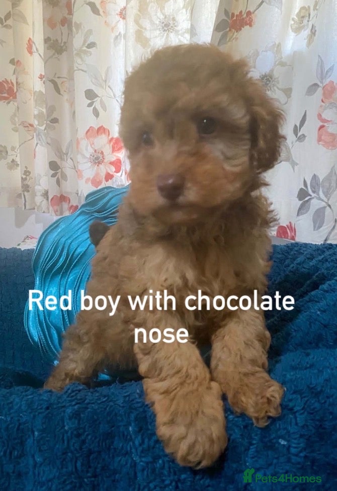 Toy Poodle dogs Beautiful red toy poodle puppies  - Advert 1