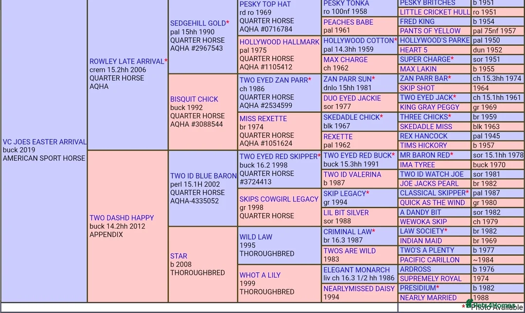 American Quarter horses for sale: Partbred american quarter horse in Glasgow - Advert 2
