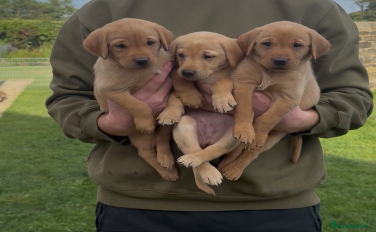 Labrador Retriever dogs - Advert 1