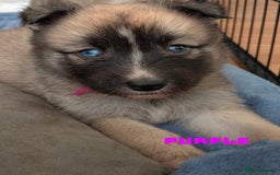 Shepsky dogs for sale: 3 Beautiful Female Bi-eyed Shepsky puppies  - Image 13