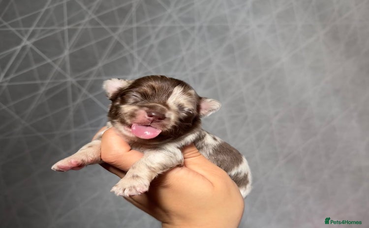 Chihuahua dogs - Advert 1