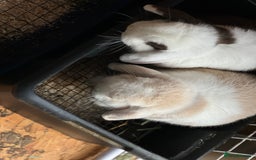 Mini Lop rabbits for sale: Minilops male and female  - Advert 3
