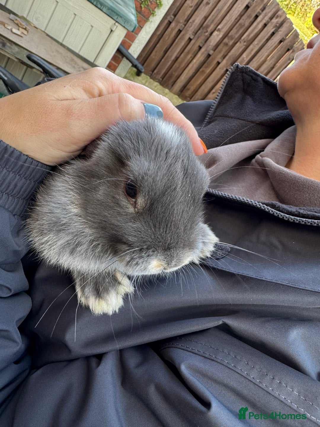 Mini Lop rabbits for sale: Mini lop baby rabbits for sale - Image 18