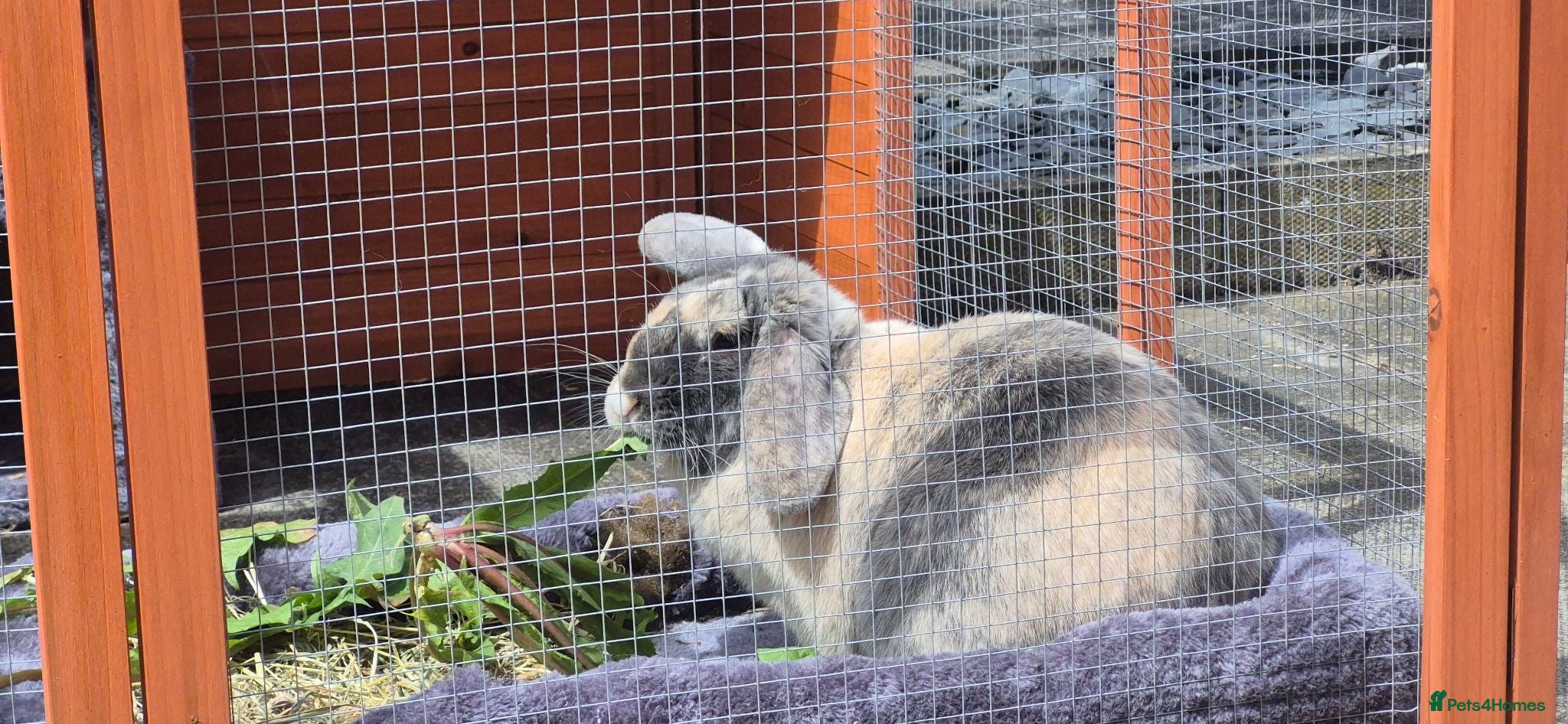 Mixed Breed rabbits Female rabbit - Advert 1