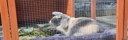 Mixed Breed rabbits for sale: Female rabbit - Advert 1