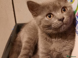 British Shorthair cats Gorgeous british shorthair male - Advert 1