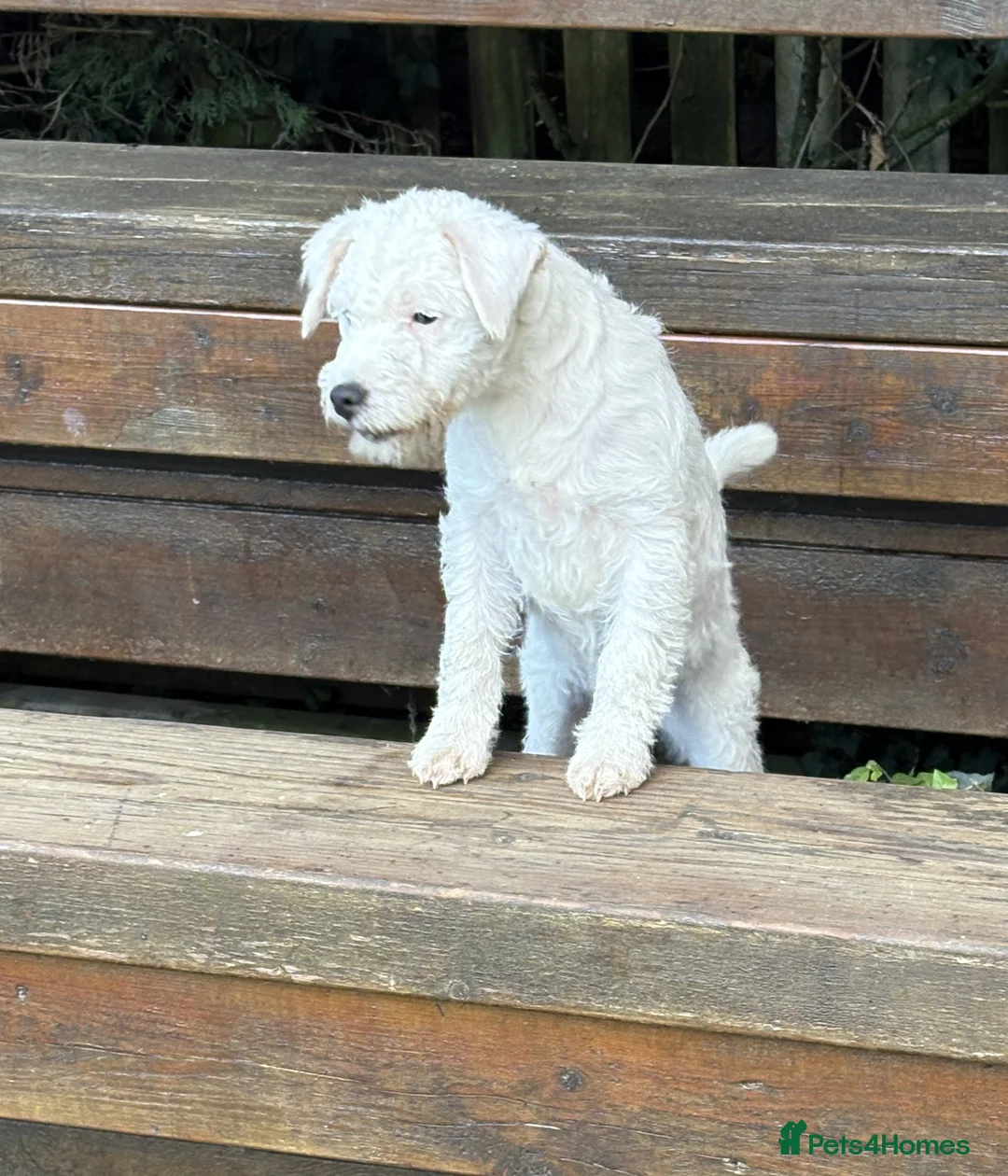 Parson Russell dogs for sale: pedigree Parson Russell Bitch puppy - Advert 4