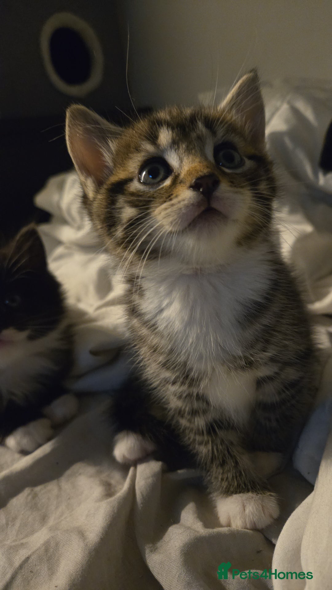 Mixed Breed cats for sale: Mixed ragdoll x siberian  - Image 1